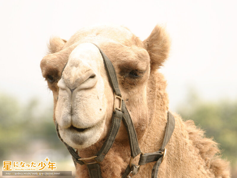 camel with harness
