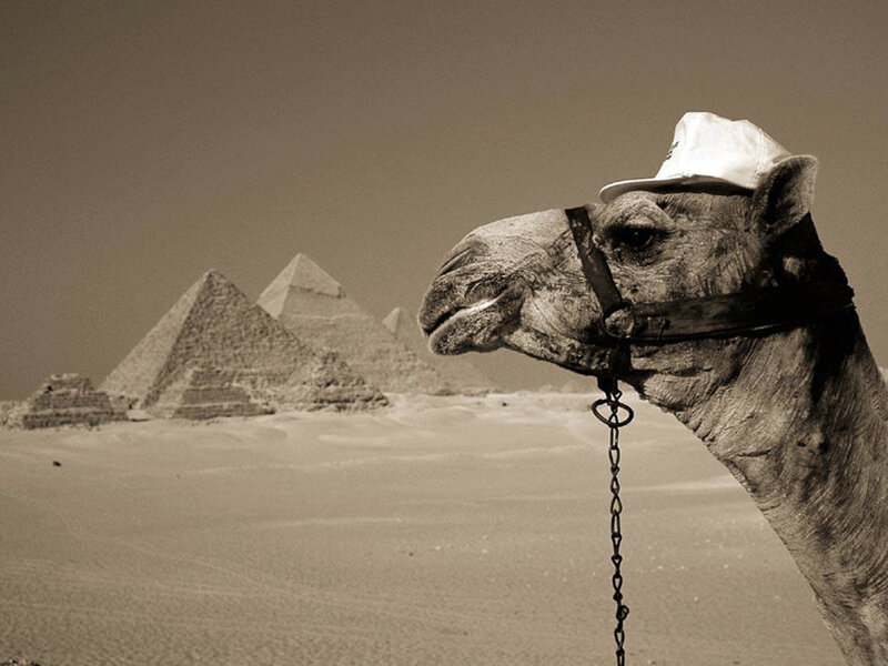 Camel with hat at pyramids