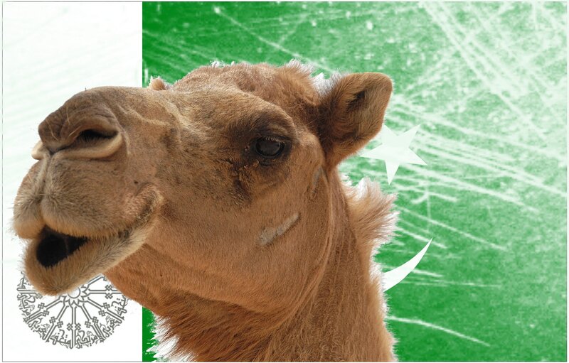 camel with pakistan flag