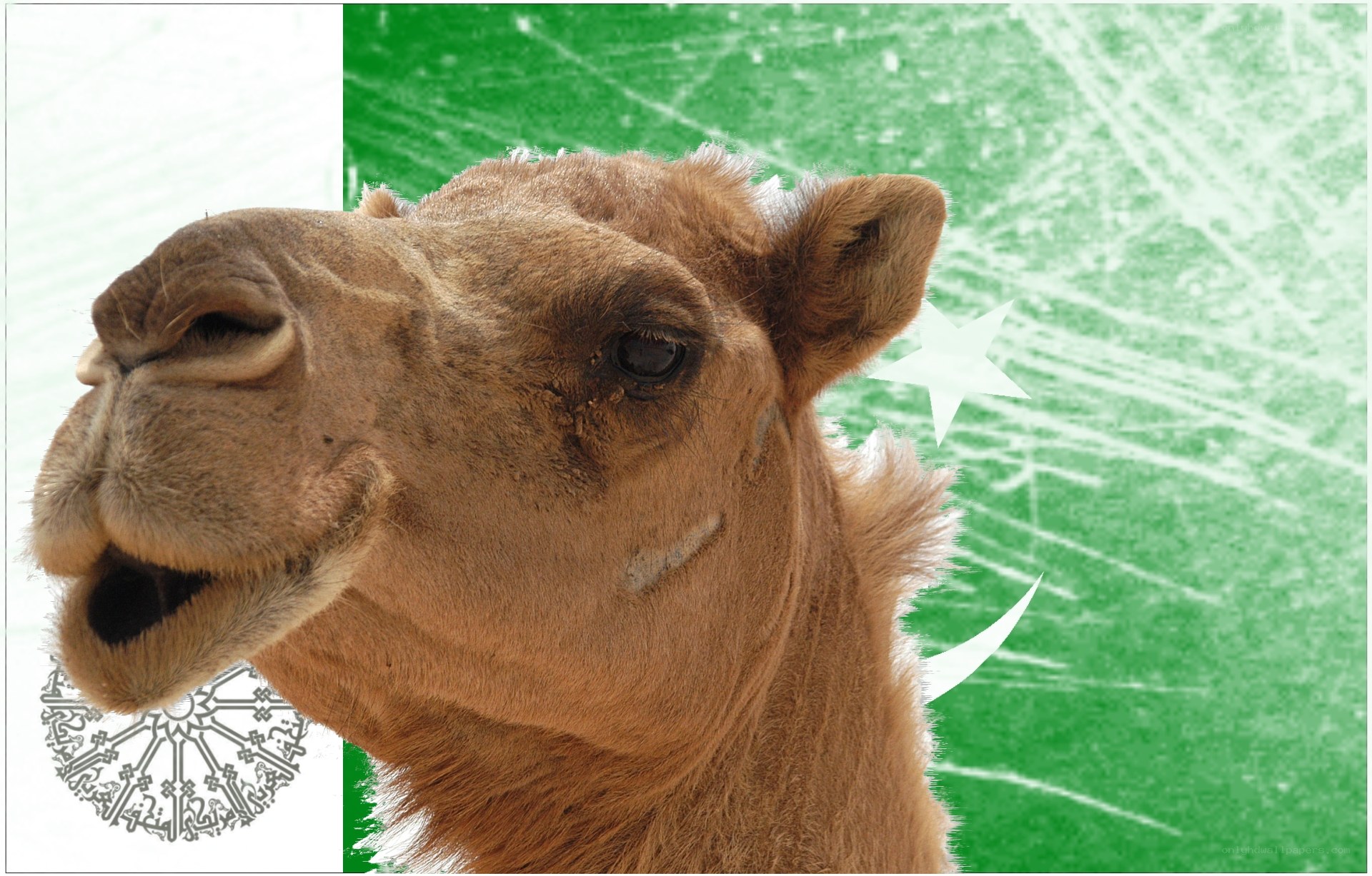 camel with pakistan flag