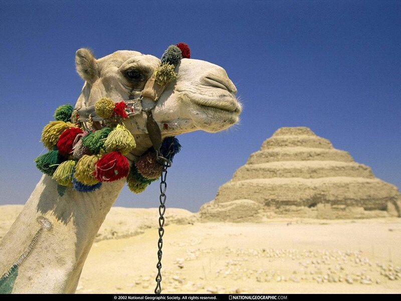 Camel with pyramid in background