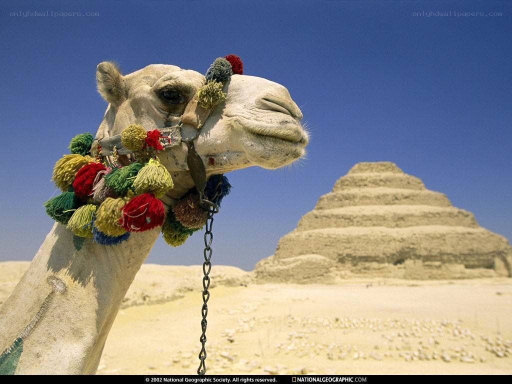 Camel with pyramid in background