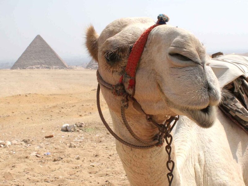 Camel with Pyramid