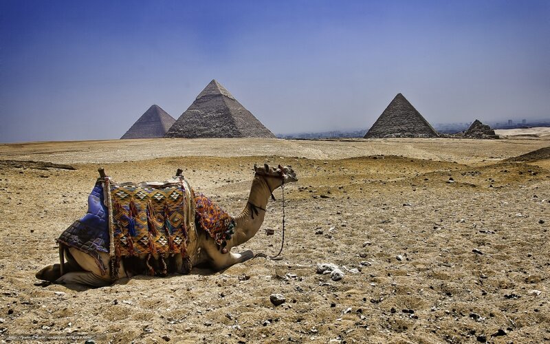 Camel with Saddle — Brown, Arid, Afternoon