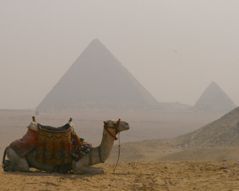 Camel with Saddle — Brown, Hazy