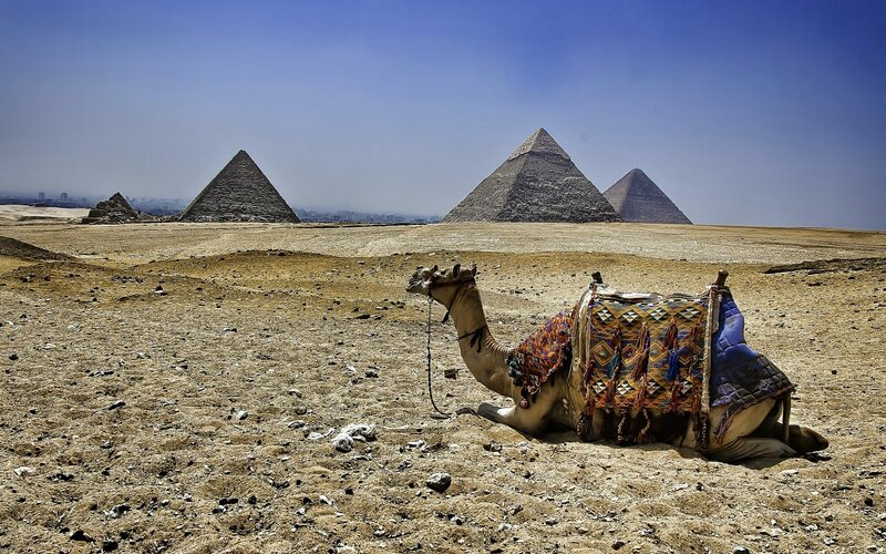 Camel with Saddle — Brown, Serene, Afternoon