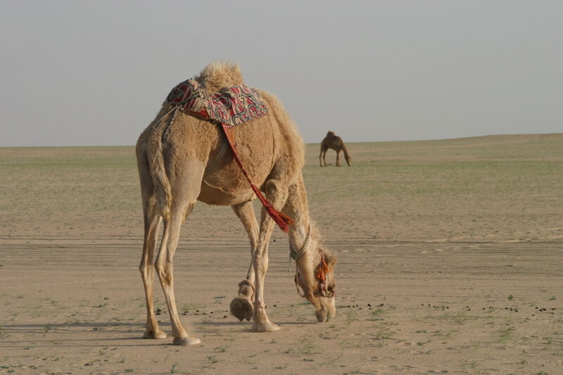 Camel with Saddle — Brown, Serene
