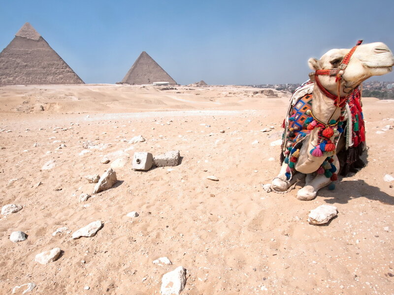 Camel with Saddle — Brown