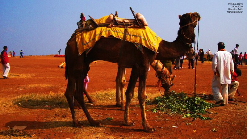 Camel with Saddle