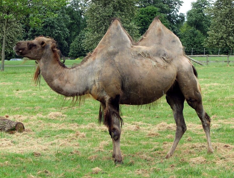 camel with two humps