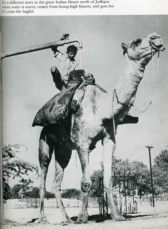 camel with water tank