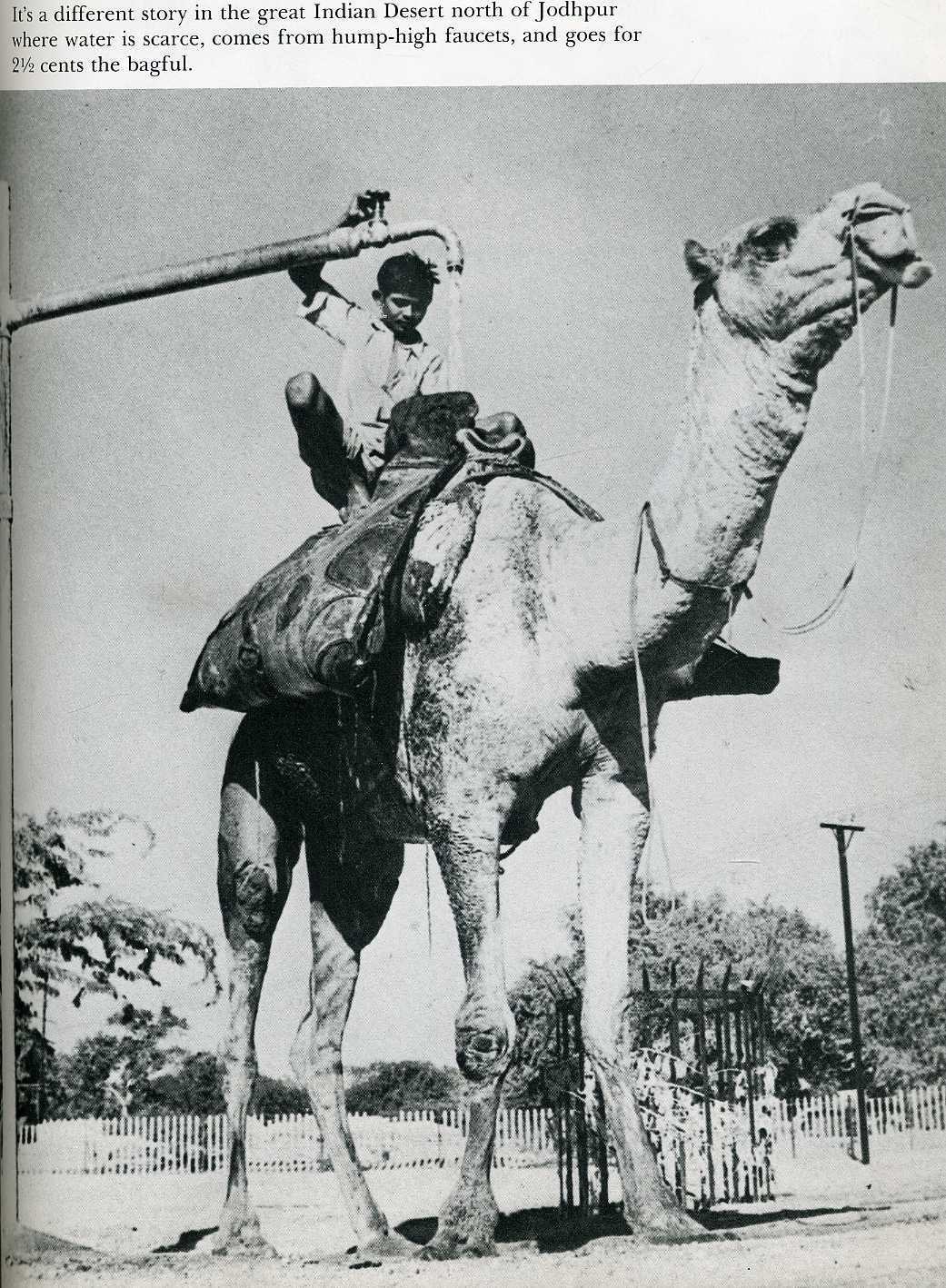 camel with water tank
