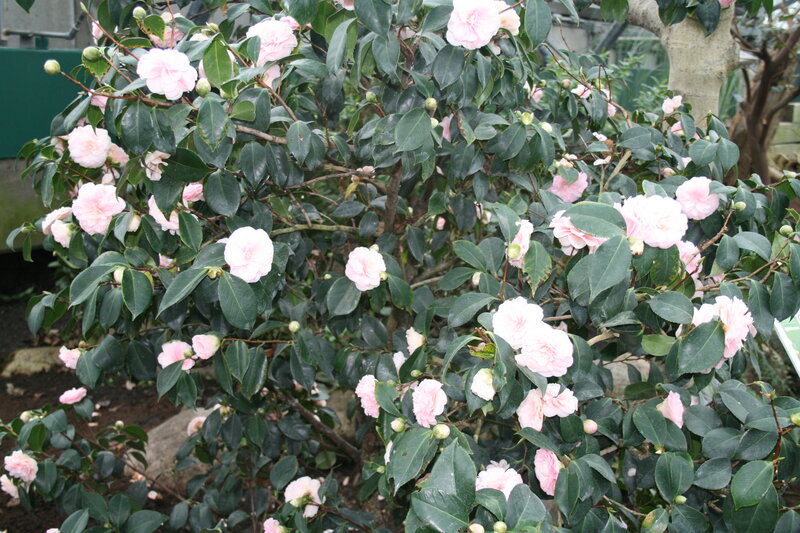 Camellia Bush with Flowers — Green