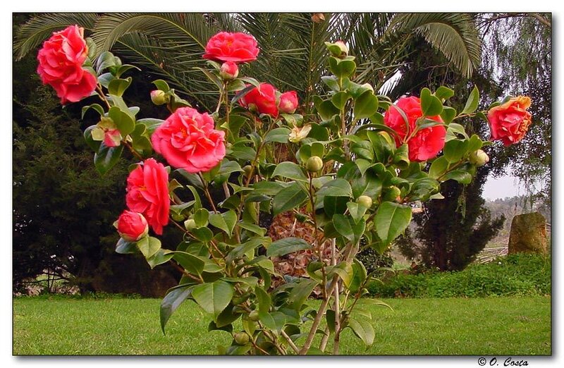 Camellia Bush with Flowers