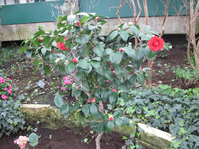 Camellia Bush with Red Flowers