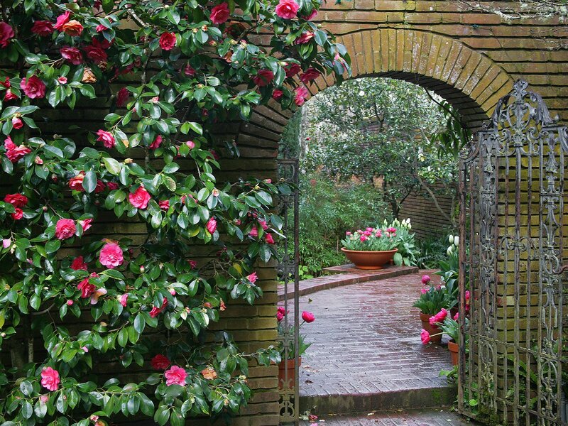 Camellia-covered Archway