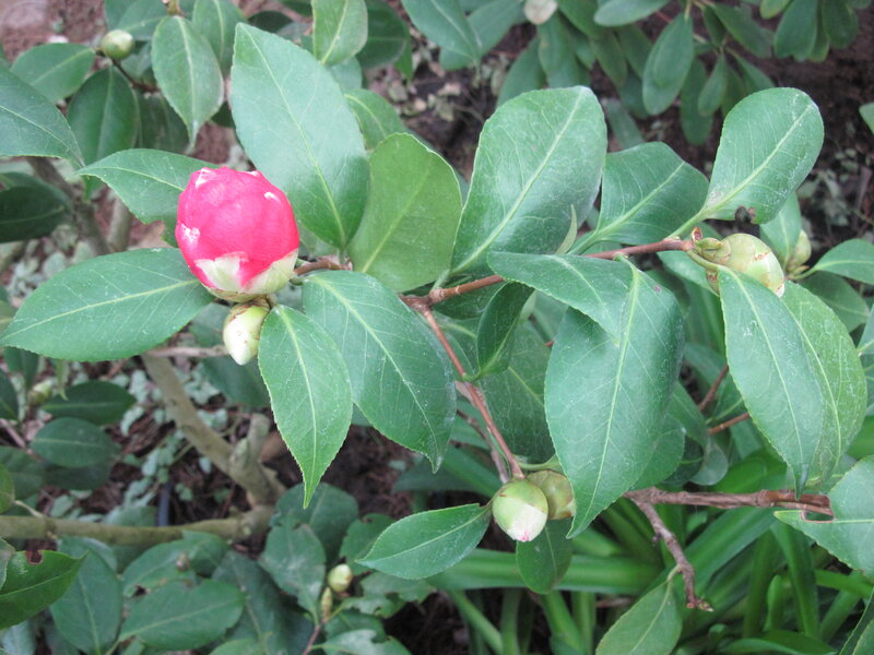 Camellia Flower Bud