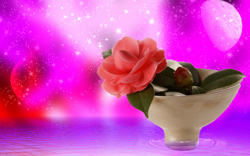 Camellia Flower in Bowl