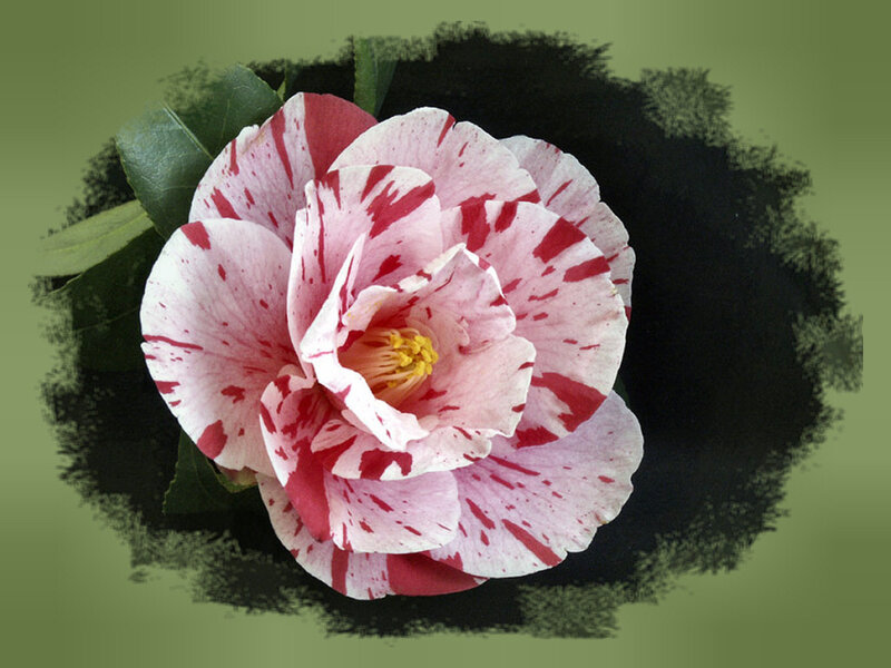 Camellia Flower