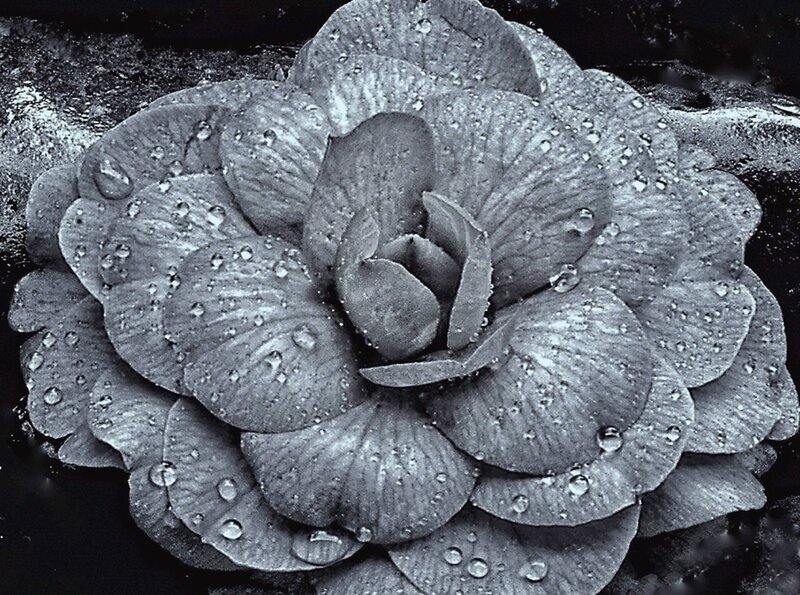 Camellia Flower with Water Droplets