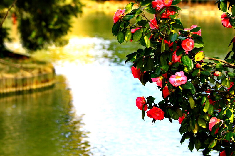 Camellia Flowers by Water