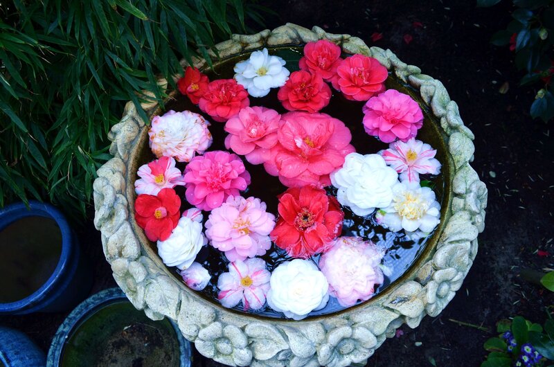 Camellia Flowers in Basin