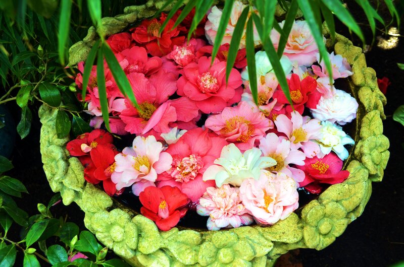 Camellia Flowers in Bowl