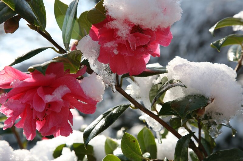 Camellia Flowers in Snow — Pink