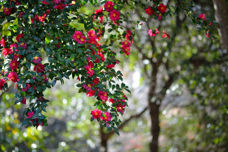Camellia Flowers on Branch