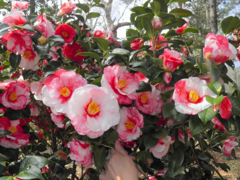 Camellia Flowers on Bush