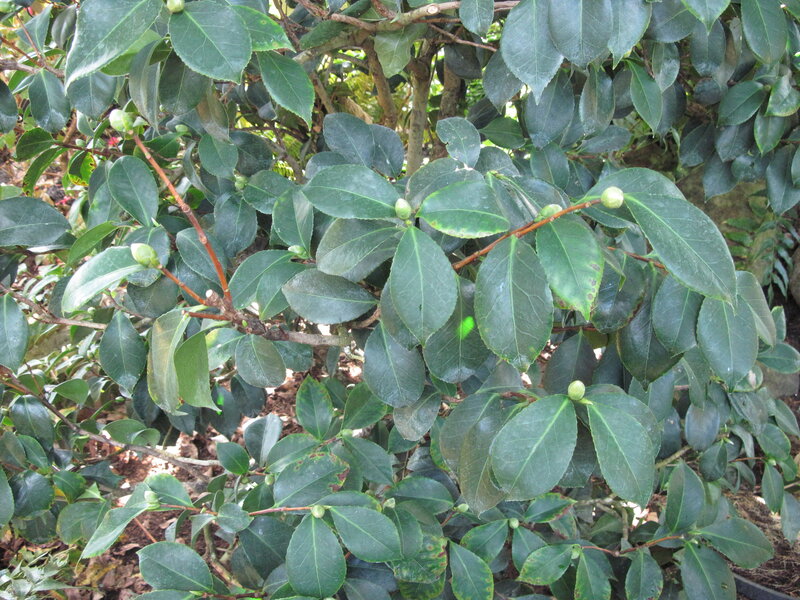 Camellia Plant with Buds