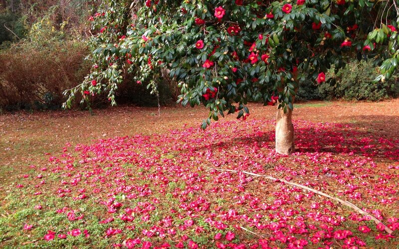 Camellia Tree with Fallen Petals