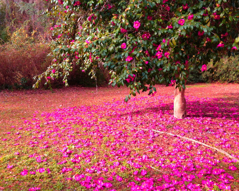 Camellia Tree with Petals — Pink