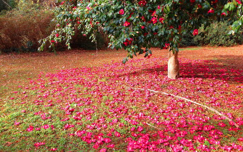 Camellia Tree with Petals — Red, Serene