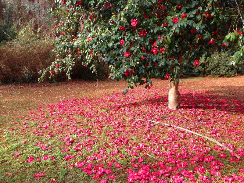 Camellia Tree with Petals — Red