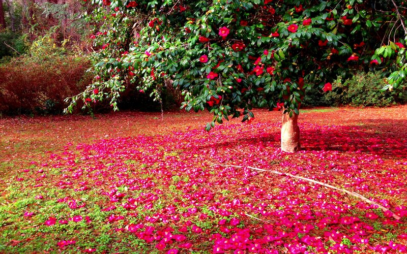 Camellia Tree with Petals