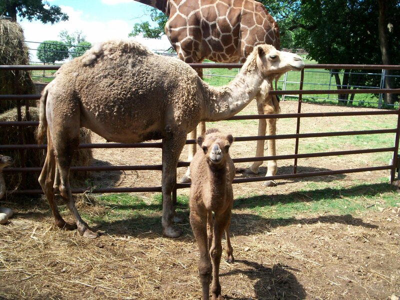 Camels and a giraffe in an enclosure
