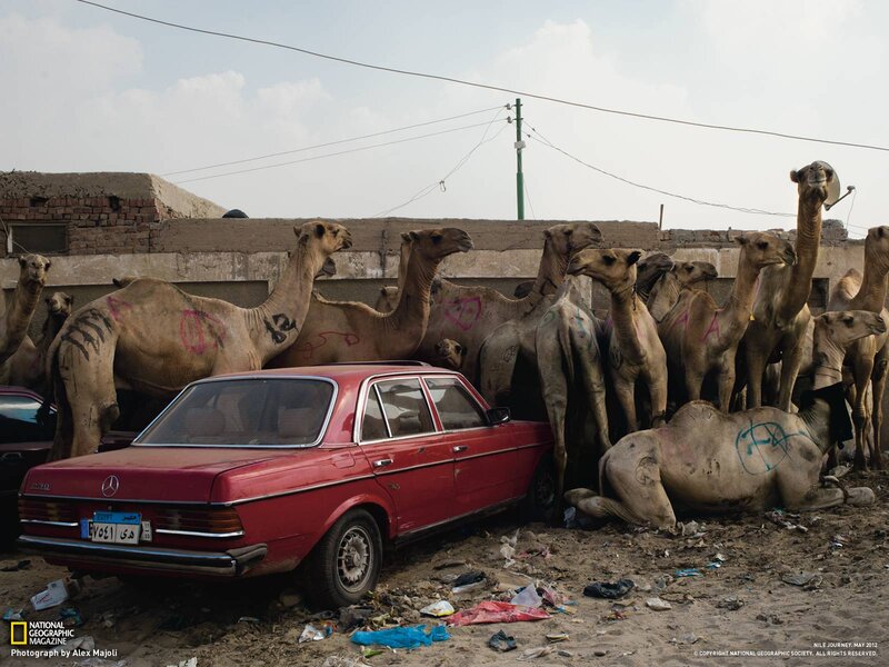 Camels and a red car in Egypt