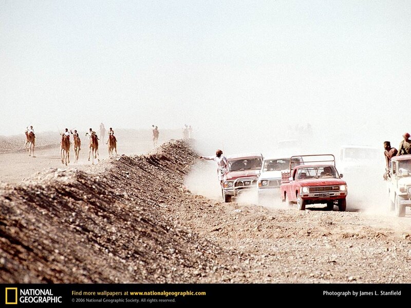 Camels and cars in the desert