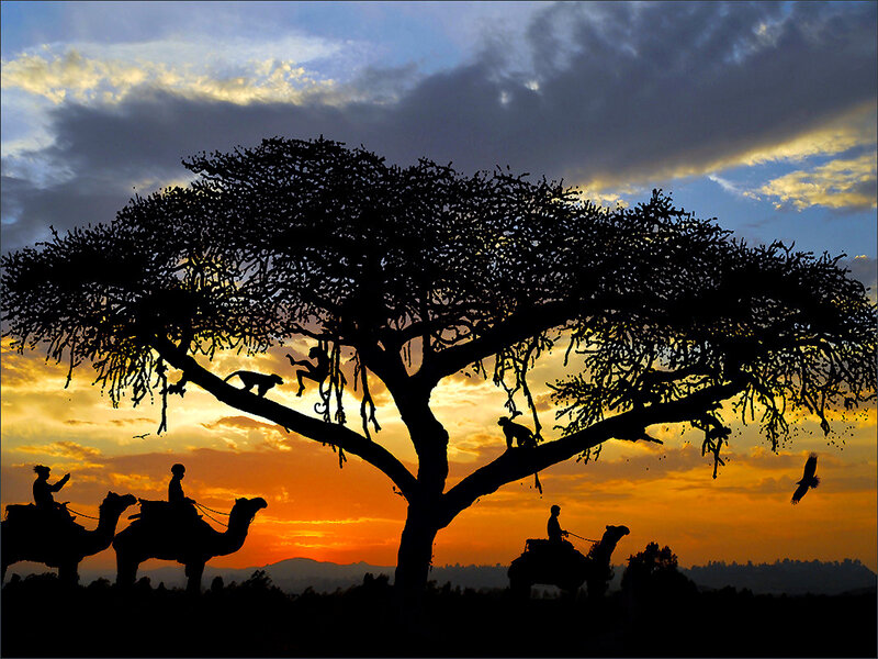 Camels and Monkeys at Sunset