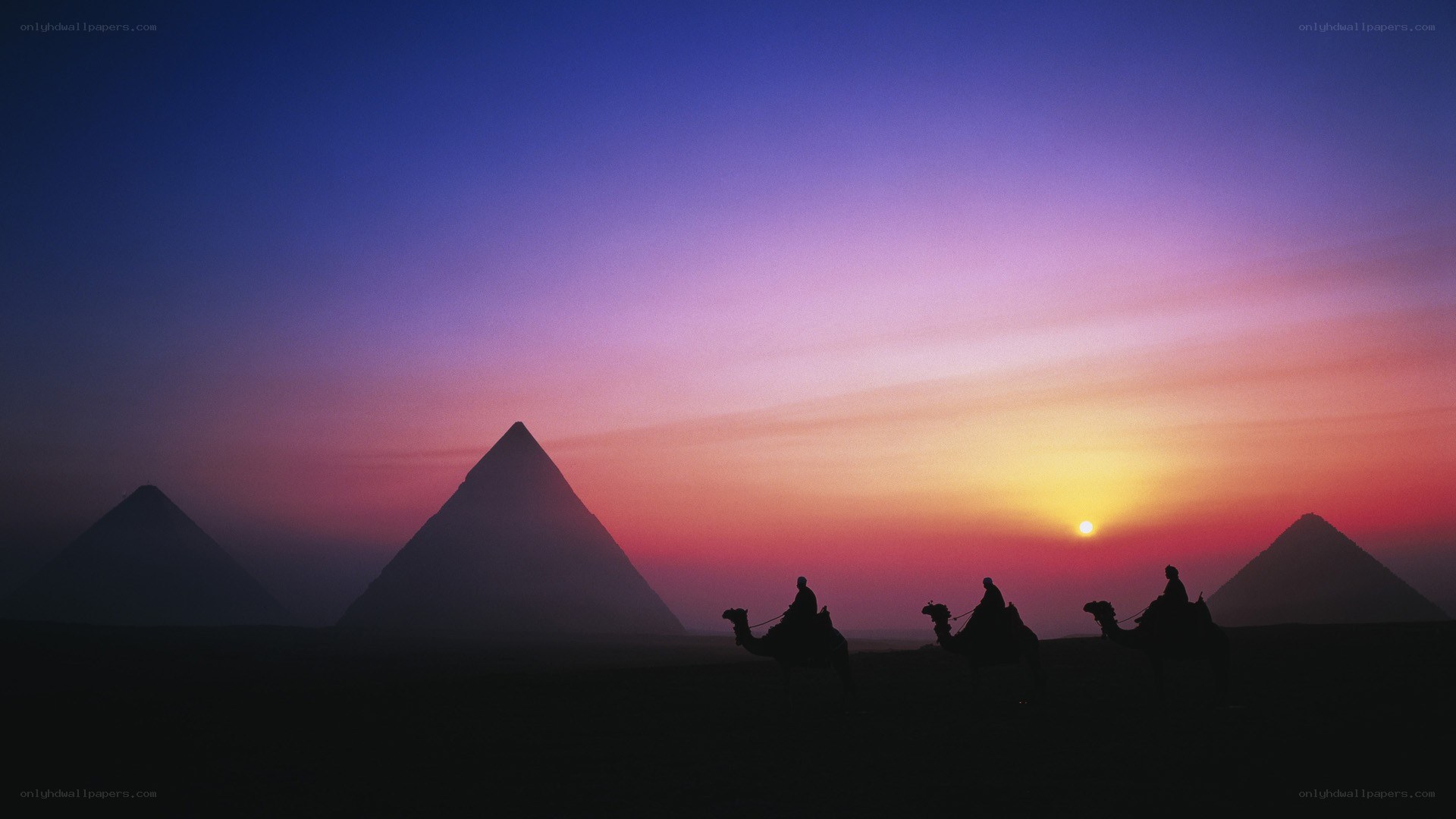 Camels at sunset by pyramids