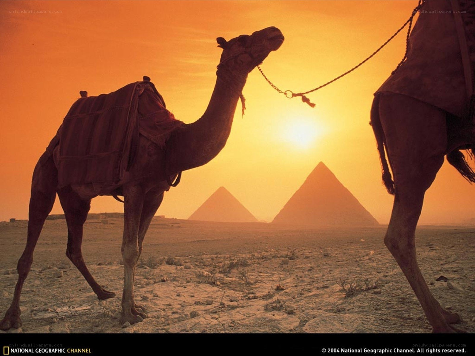 Camels at sunset near pyramids