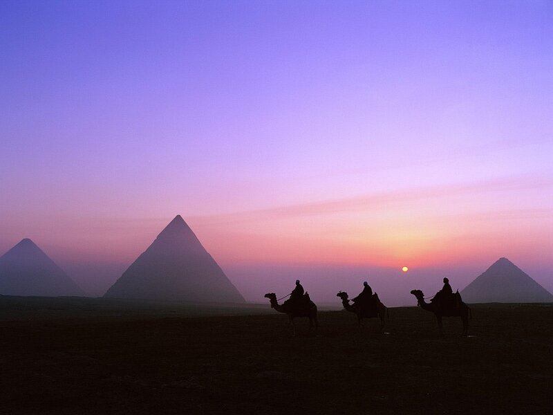 Camels at the pyramids