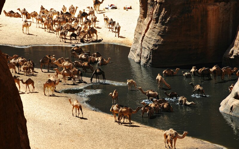 Camels Drinking Water