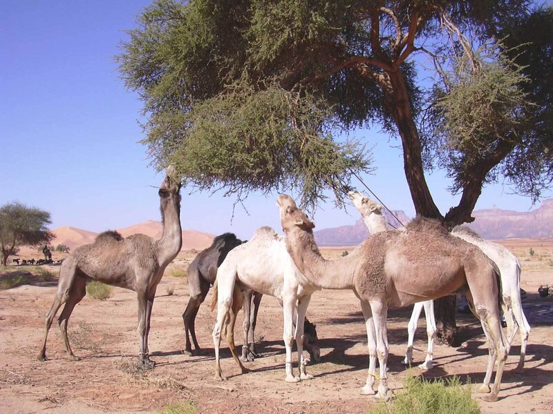 Camels feeding under a tree