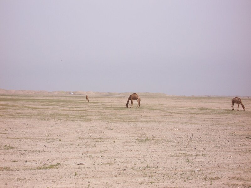 Camels Grazing in Desert