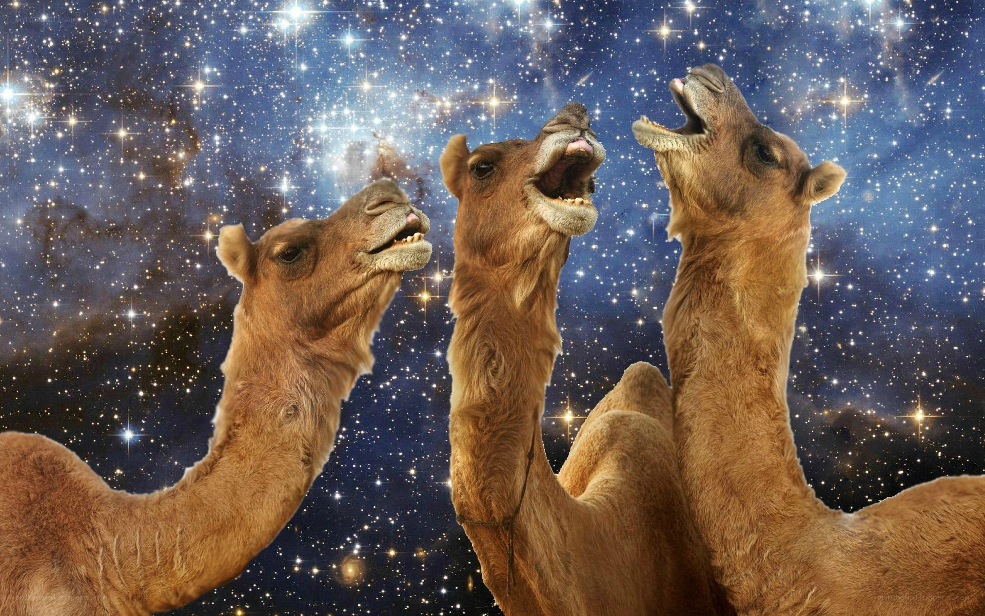 camels howling at stars