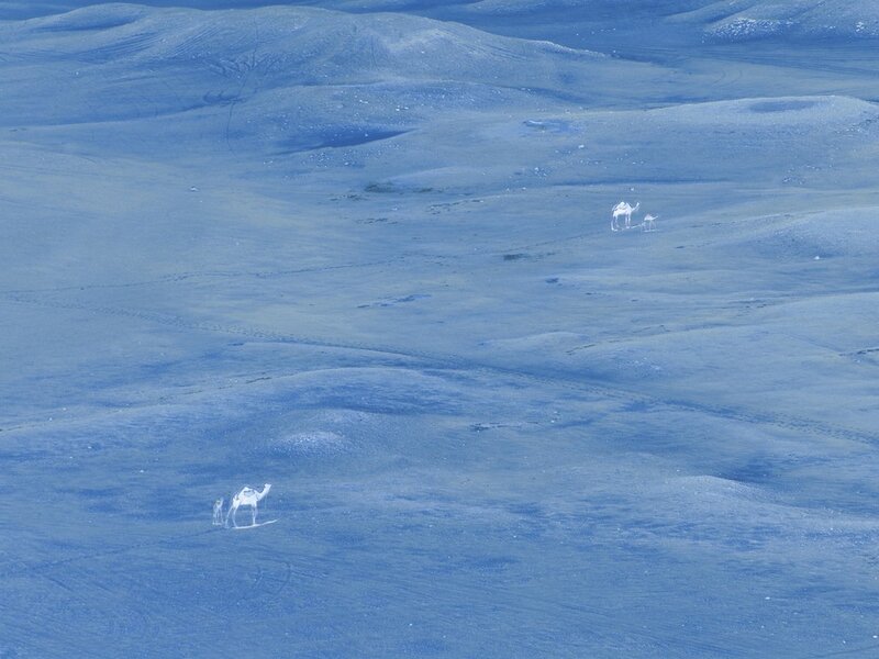 Camels in a blue desert