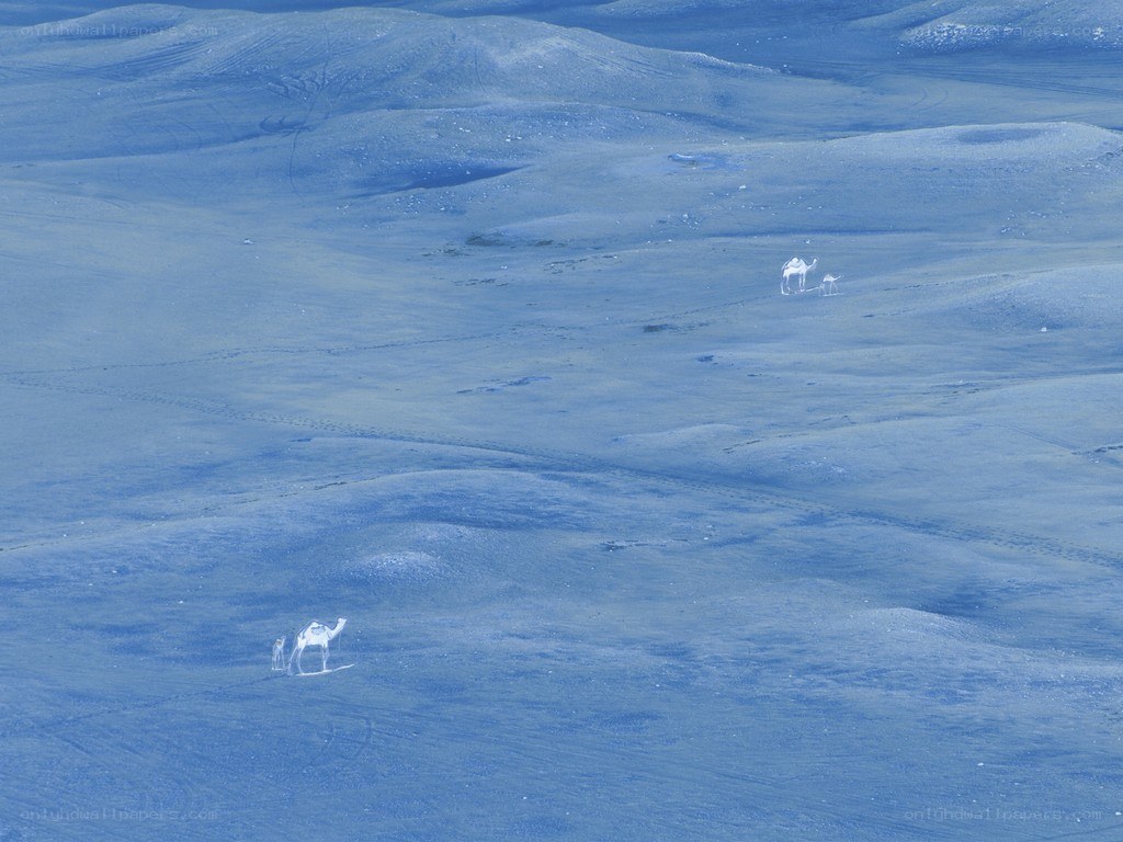 Camels in a blue desert