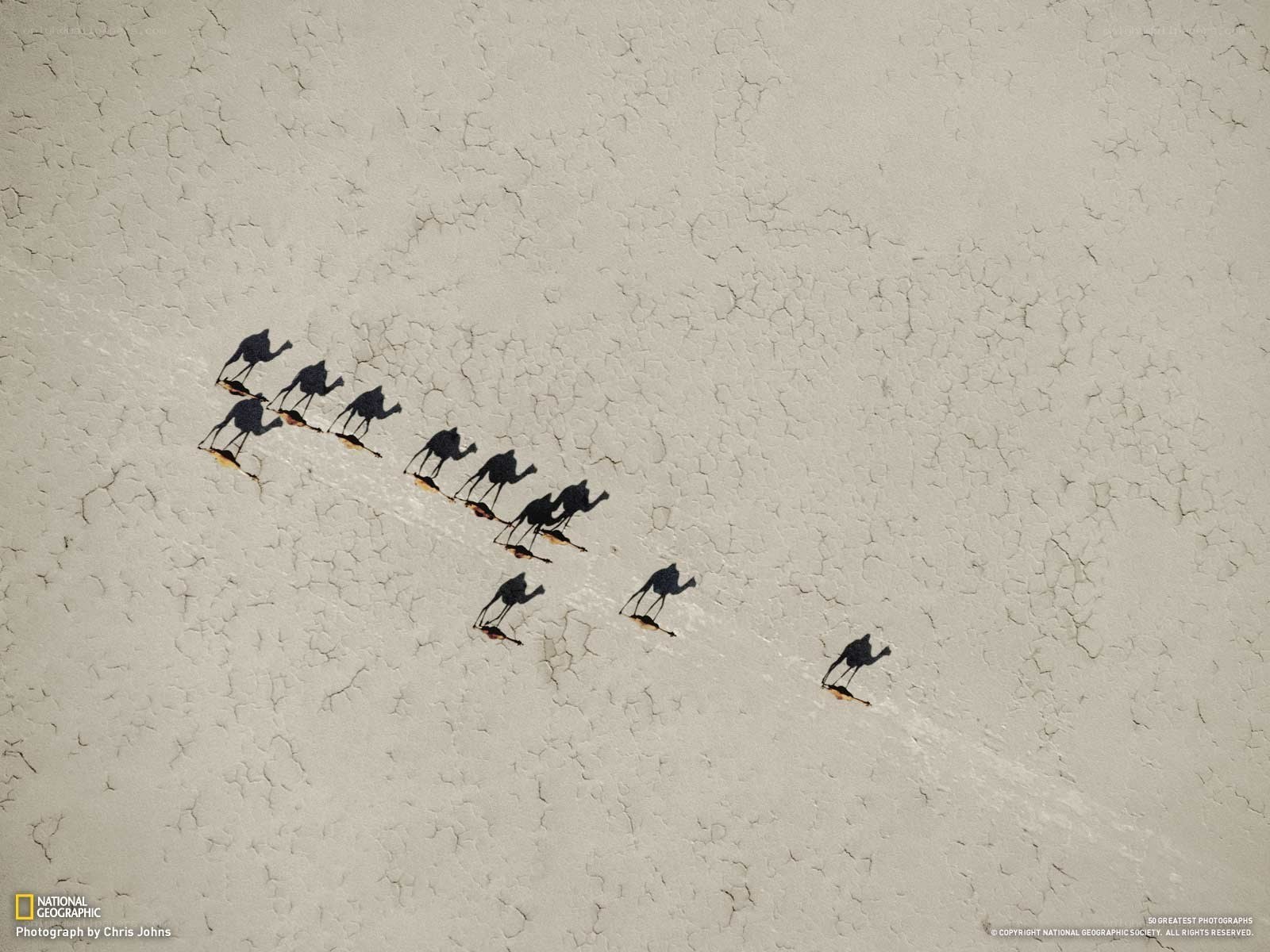 Camels in a desert line